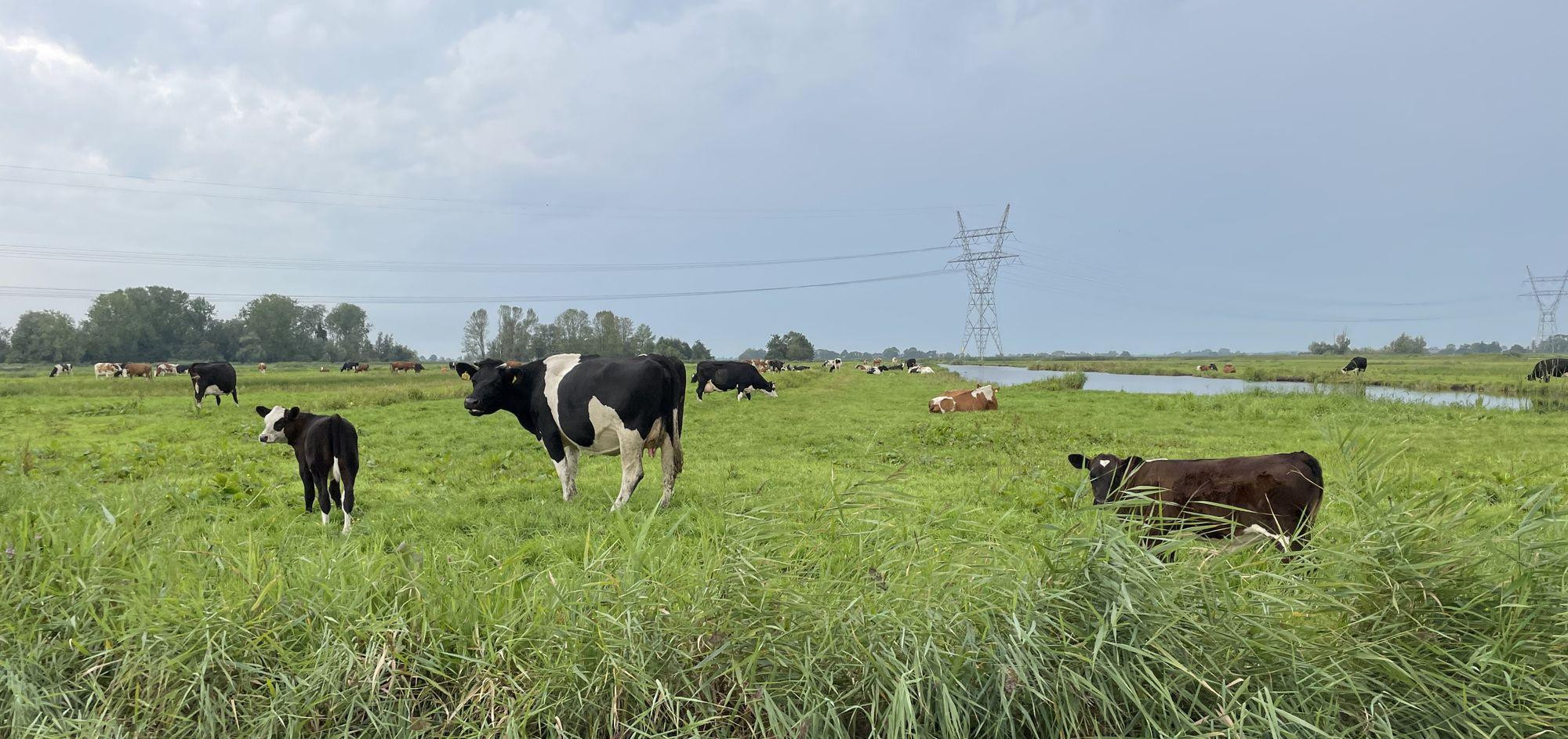 68b05608f3d44c379e55ed08_gebiedsgerichte-aanpak-landelijk-gebied