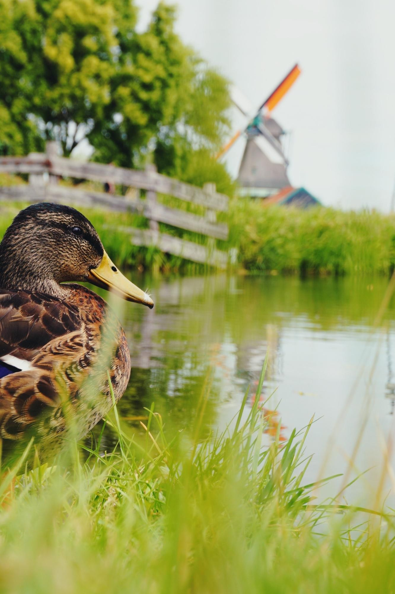 62f277bfff38341577d553c4_Groen en blauw om de stad