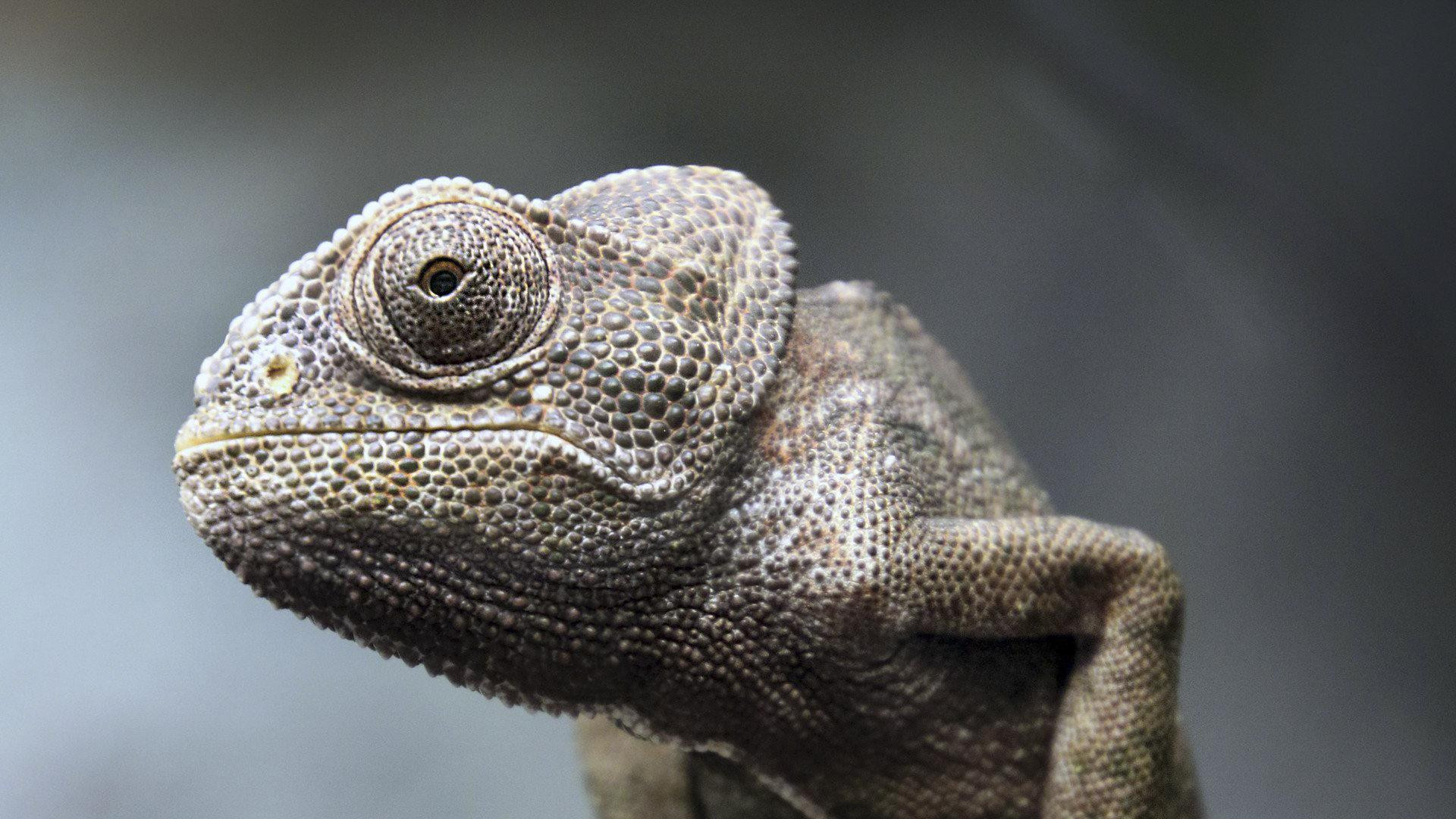 5ddbb12823e10f5b9538fc7e_adaptiviteit-kameleon