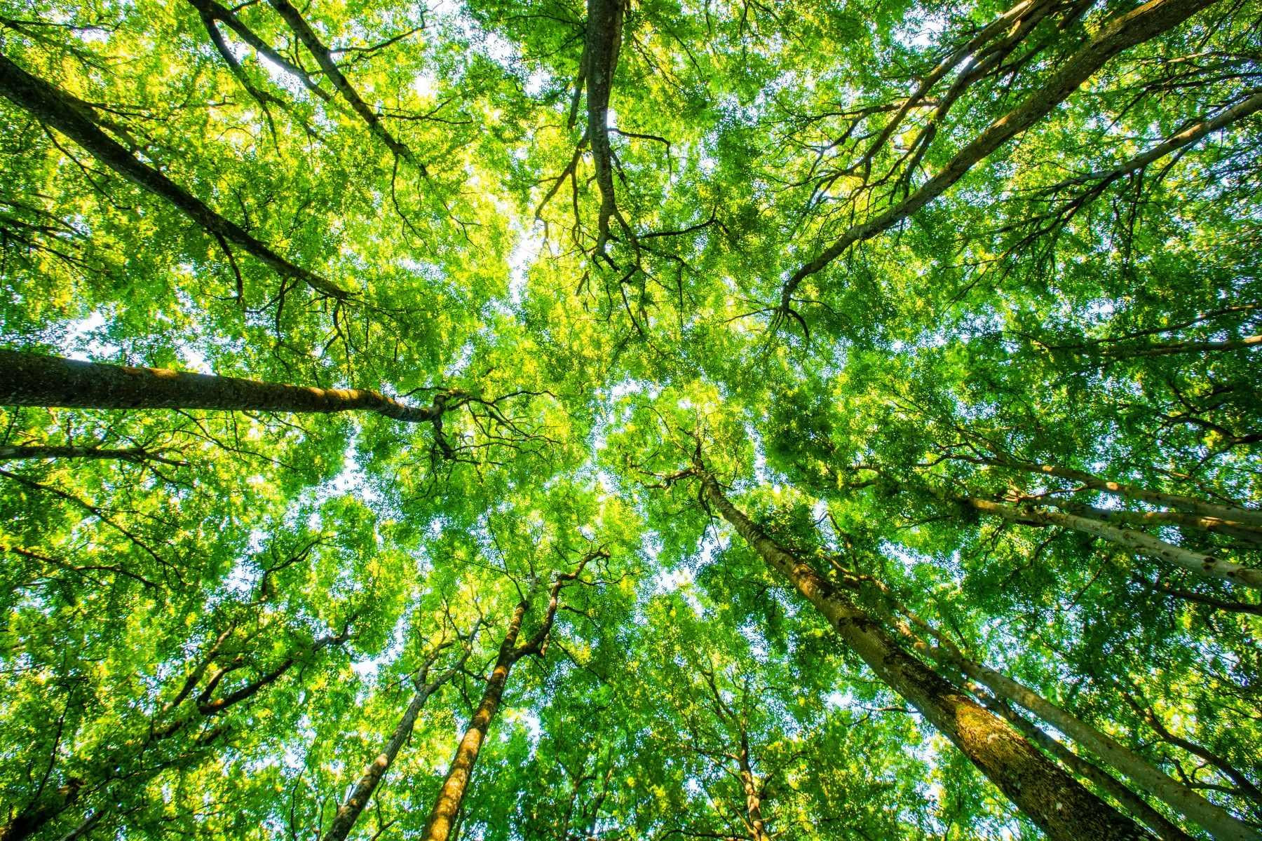 64d62de6618ca2432f269af6_duurzaamheid - groen - elektrisch vervoer