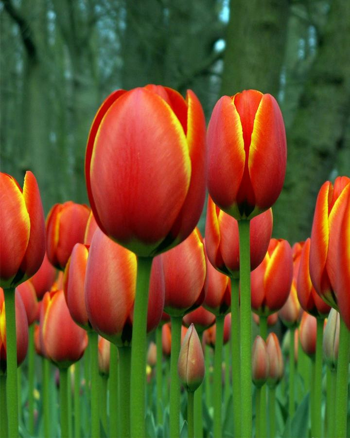 5c2a00c808d51be3dbf6975b_Profielpagina foto_Monique_Nales