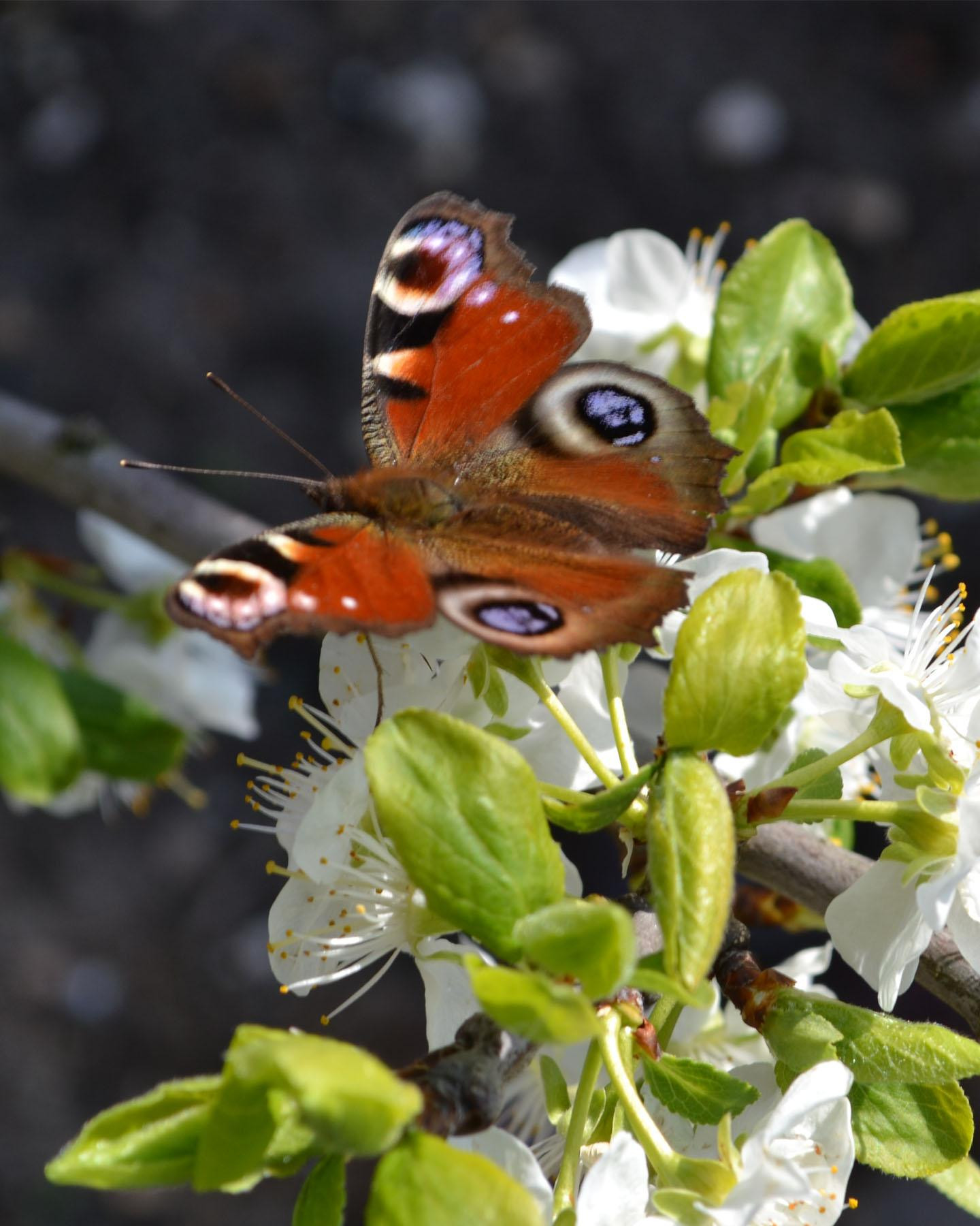 5c29ffbf58a0ba6d592bc817_Profielpagina foto_Maartje