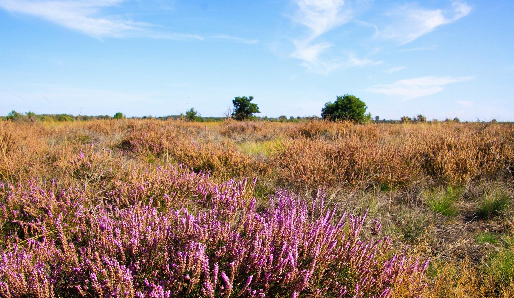 Strabrechtse Heide 2